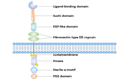 Ephrin type-A receptor 3