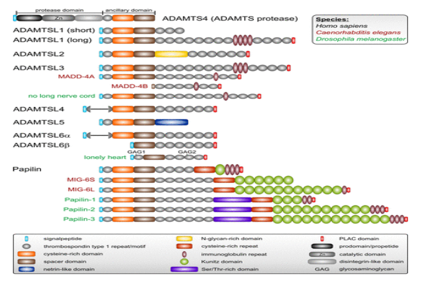ADAMTS-like protein 5