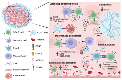 CD40 ligand CD154