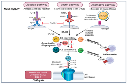 Complement core effector molecule C3
