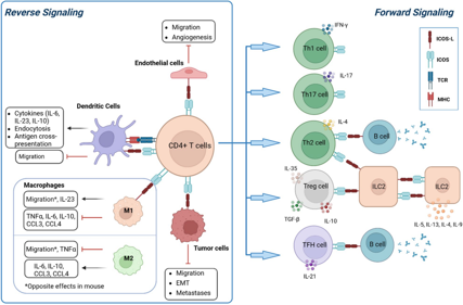 Inducible T-cells costimulate ligand ICOSLG