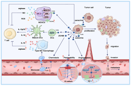 Pancreatic cancer therapeutic target PAUF