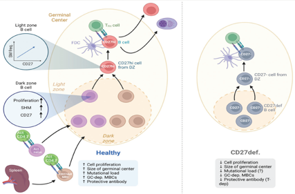Immune cells costimulate the immune checkpoint receptor CD27