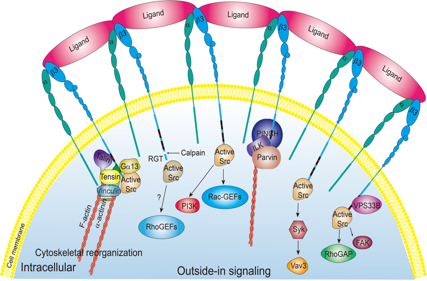 Platelet integrin αIIbβ3