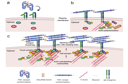 Fibronectin FN1