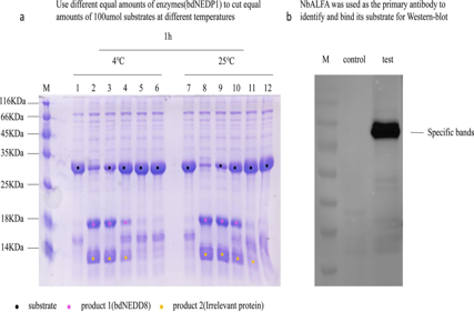 Retro-protein XXA is a remarkable solubilizing fusion tag for inclusion bodies