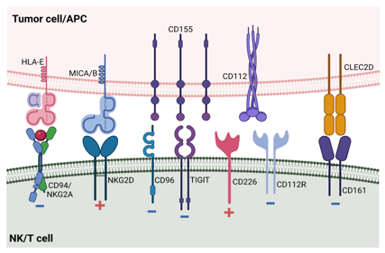 The natural killer cell receptor KLRD1