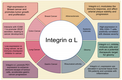 The integrin ITGAL