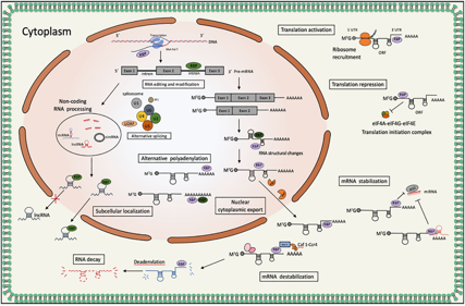 The polyadenylate binding protein PABPC1