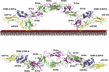 Granulocyte macrophage colony-stimulating factor receptor CSF2R