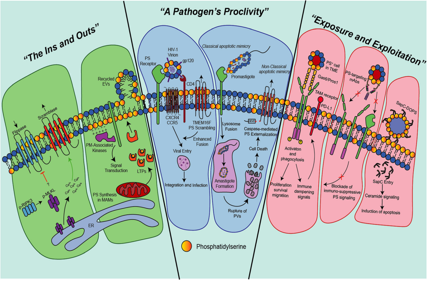The apoptosis marker Phosphatidylserine
