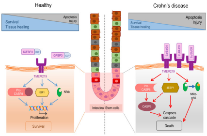 Cell death receptor TMEM219