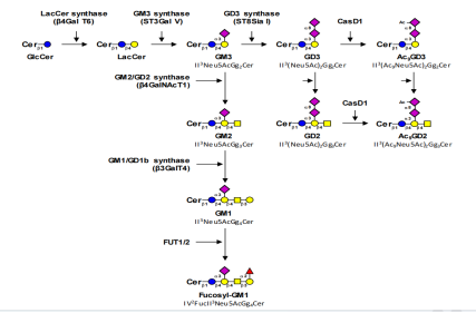 Neuroglycan Fucosyl-GM1