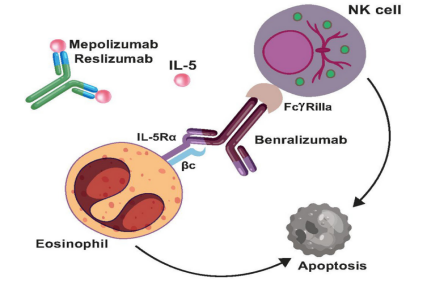 Eosinophil chemotaxis and survival receptor IL5R