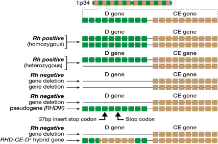 Blood Group Antigen RHD