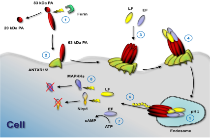 The protective antigen PA