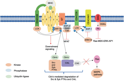T cell receptor variable region TRBV9