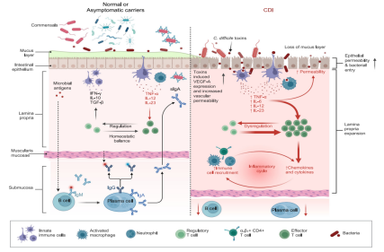 Clostridium difficile infection with toxins Toxin-A and-Toxin-B