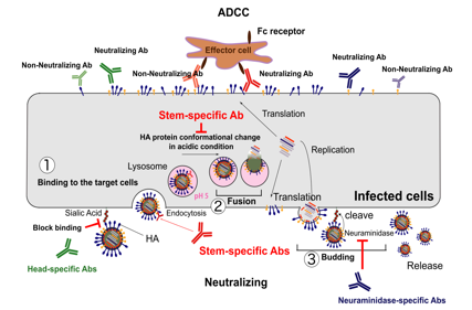 Influenza virus therapeutic target HA