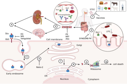 Protein synthesis inhibitory toxin Shiga toxin