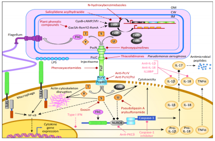 Pseudomonas aeruginosa type III secretion system T3SS