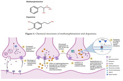 Phenylethylamine central nervous stimulant METH