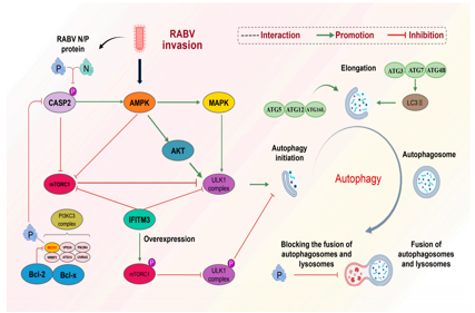 Neurotropic virus RABV