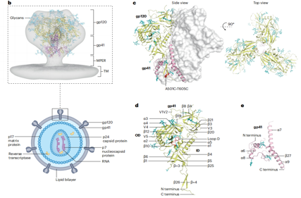 Human Immunodeficiency Virus HIV-1