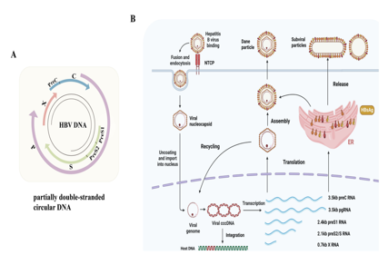 Hepatitis B virus surface antigen HBsAg