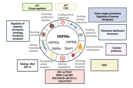 The heat shock protein HSP90