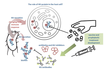 Nucleoid-associated protein HU