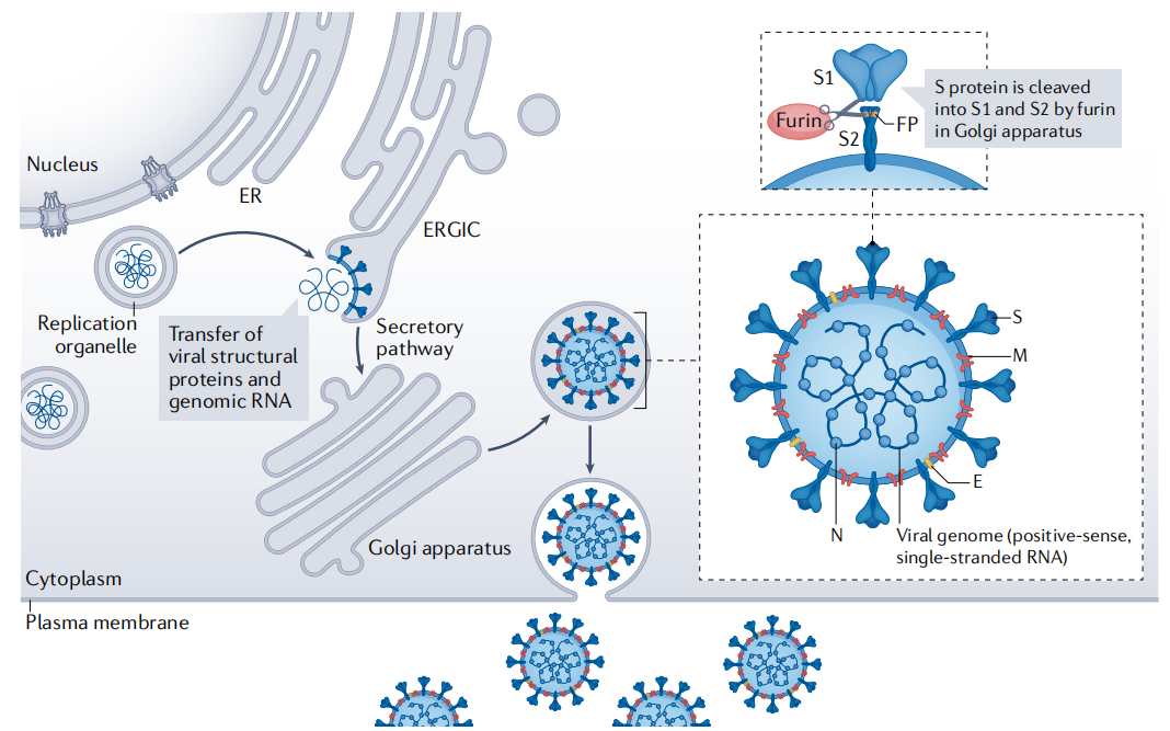 The coronavirus SARS-CoV-2