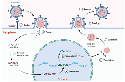 Human endogenous retrovirus HERVs