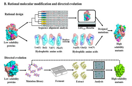Strategies to enhance soluble expression of recombinant proteins