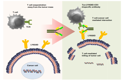 Lymphocyte antigen LY6G6D