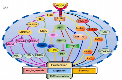 Platelet derived growth factor receptor PDGFRB