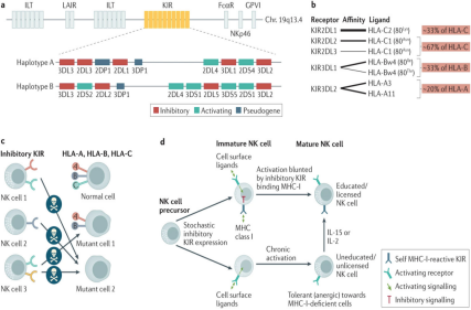 Killer cell immunoglobulin like receptor KIR3DL2