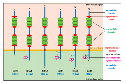 Neurite Outgrowth Regulating Factor SLITRK6