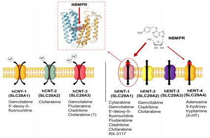 Equilibrative nucleoside transporter SLC29A2