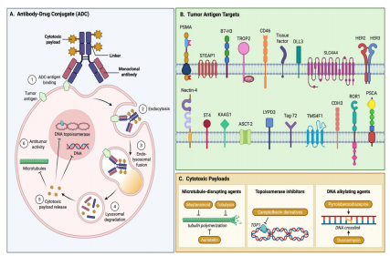 Kidney associated antigen KAAG1