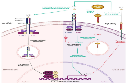Type 2 inflammation co-receptor IL13RA1