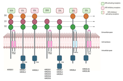Killer cell immunoglobulin like receptor KIR2D