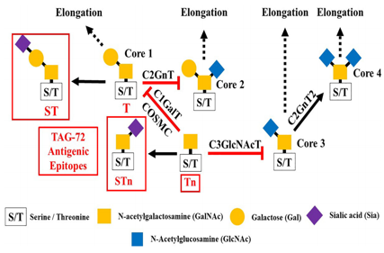 The tumor associated glycoprotein TAG-72