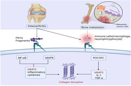 The bidirectional signaling integrin ITGA5B1