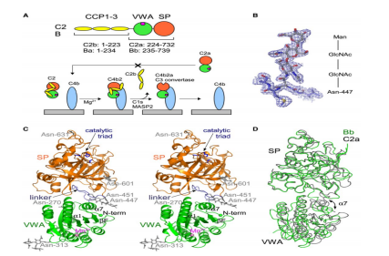 Complement cascade amplification initiation enzyme C2