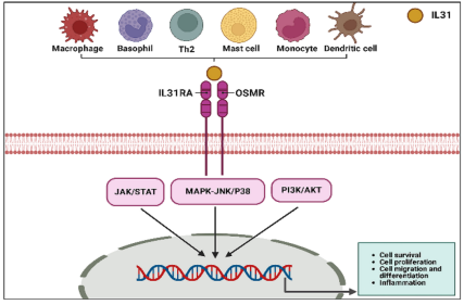 Therapeutic Target for Itching and Inflammatory Diseases IL31RA