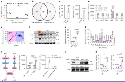 Lsp2 links mTORC1 to TOP mRNA translation and lifespan in Drosophila